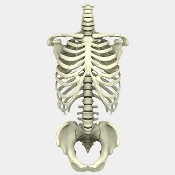 3D Human Torso Anatomy model Stock Illustration