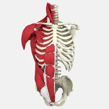 3D Human Torso Anatomy model Stock Illustration