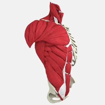 3D Human Torso Anatomy model Stock-Illustration