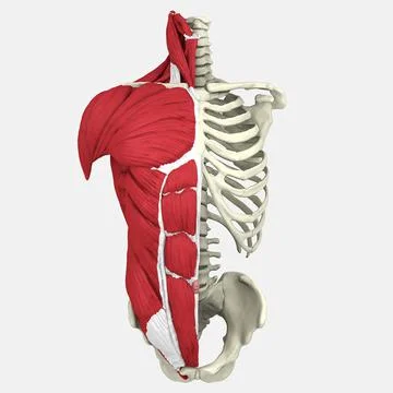 3D Human Torso Anatomy model Illustrazione stock