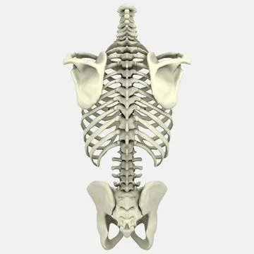 3D Human Torso Anatomy model Illustrazione stock