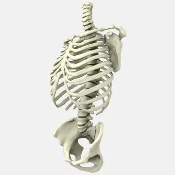 3D Human Torso Anatomy model Stock-Illustration