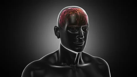 3D Human torso with brain and neurons fl... | Stock Video | Pond5
