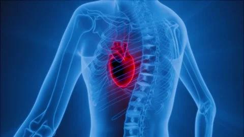 3D Human Torso with Glowing Red Heart Stock Footage 328081325