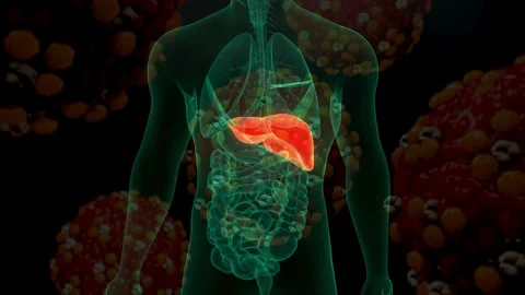 3D Human Torso with Red Liver Surrounded by Large Virus Particles Stock Footage 336900609