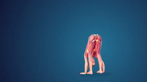 3D human uttanasana yoga pose on blue background Video stock 208016917