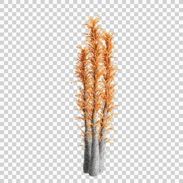 3d illustration, 3d rendering, arid, arizona, autumn, background, black, blossom Stock Illustration