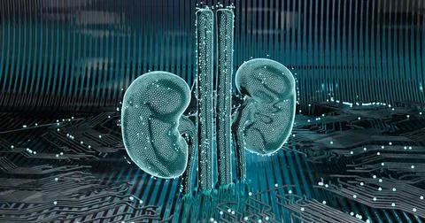 3D illustration abstract low-poly frame digital kidneys with digital scannin イラスト素材