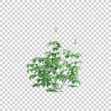 3d illustration of Aesculus parviflora tree isolated on transparent background Stock Illustration