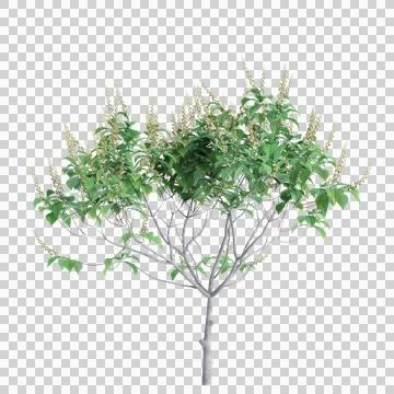 3d illustration of Aesculus parviflora tree isolated on transparent background Stock Illustration