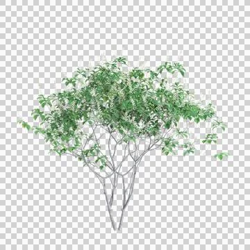 3d illustration of Aesculus parviflora tree isolated on transparent background Stock Illustration