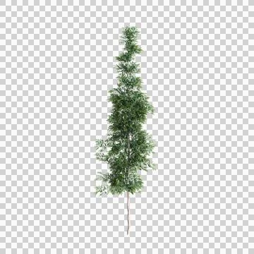3d illustration of Agathis robusta tree isolated on transparent background Stock Illustration