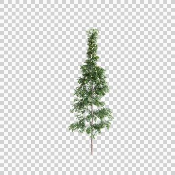 3d illustration of Agathis robusta tree isolated on transparent background Stock Illustration