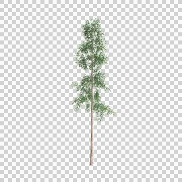 3d illustration of Agathis robusta tree isolated on transparent background Stock Illustration