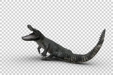 3D illustration of an Alligator attacking with jaws wide open isolated on whi Stock Illustration