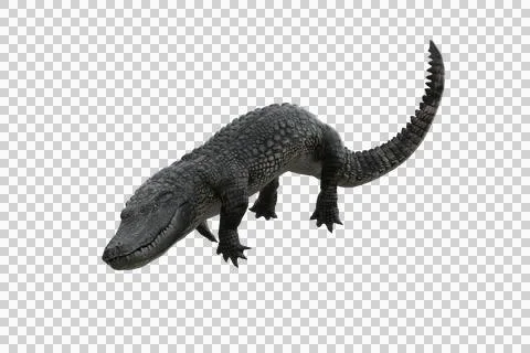 3D illustration of an Alligator diving under water isolated on white. Stock Illustration