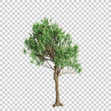 3d illustration of Angophora dispida tree isolated on black background Stock Illustration