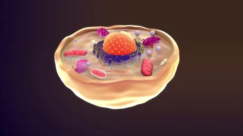 3d illustration of Animal cell Stock Footage 236607742