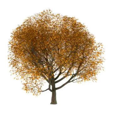 3D Illustration Ash Tree on White Stock Illustration