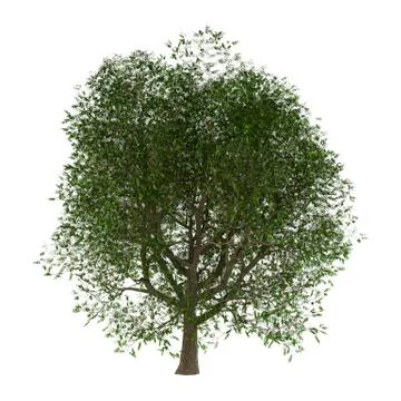 3D Illustration Ash Tree on White Stock Illustration