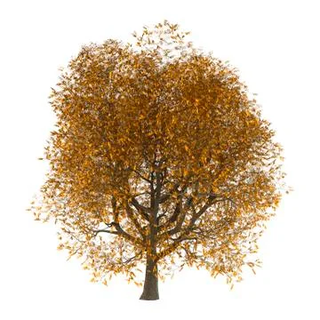3D Illustration Ash Tree on White Stock Illustration
