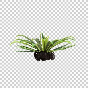 3d illustration of Asplenium Nidus bush isolated on transparent background Stock Illustration