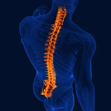 3D Illustration Back bone of human skeleton medical concept Stock Illustration