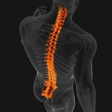 3D Illustration Back bone of human skeleton medical concept Stock Illustration