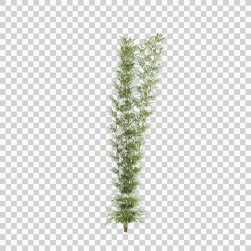 3d illustration of Bambusa Multiplex tree isolated on transparent background Stock Illustration