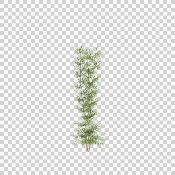 3d illustration of Bambusa Multiplex tree isolated on transparent background Stock Illustration