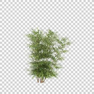 3d illustration of Bambusa Multiplex tree isolated on transparent background Stock Illustration