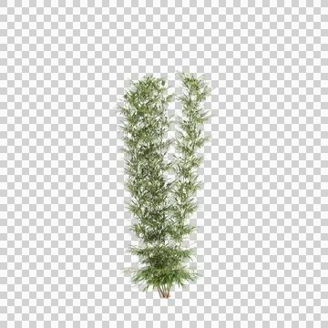 3d illustration of Bambusa Multiplex tree isolated on transparent background Stock Illustration