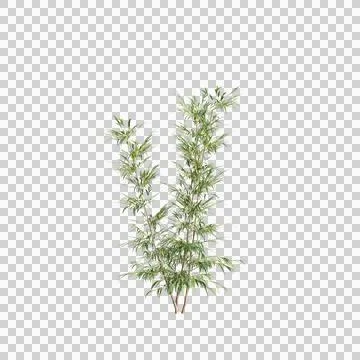 3d illustration of Bambusa Multiplex tree isolated on transparent background Stock Illustration