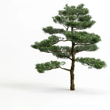 3d illustration of big bonsai tree isolated on white background Stock Illustration
