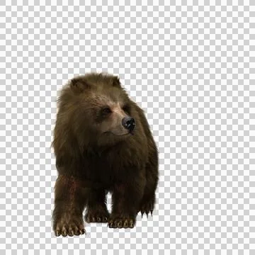 3D illustration of a brown bear walking isolated on transparent background. Illustrazione stock