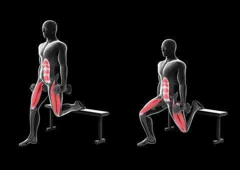 3d Illustration of  Bulgarian Split Squat Dumbbell Stock Illustration