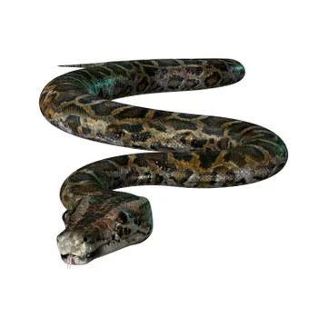 3D Illustration Burmese Python on White Stock Illustration