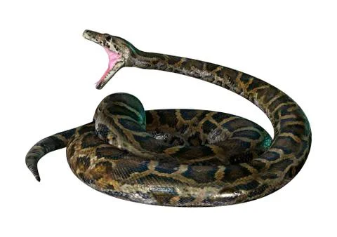 3D Illustration Burmese Python on White Stock Illustration