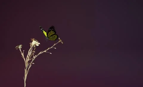 3D illustration of a butterfly Stock Illustration