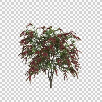 3d illustration of Callistemon citrinus tree isolated on transparent background Stock Illustration