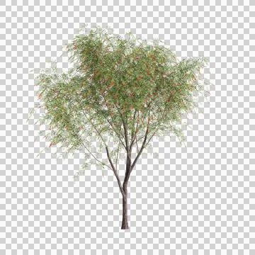 3d illustration of Callistemon viminalis tree isolated on transparent background Stock Illustration