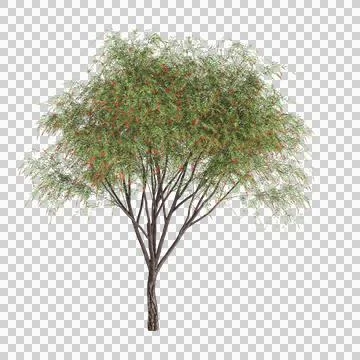 3d illustration of Callistemon viminalis tree isolated on transparent background Stock Illustration