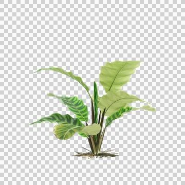 3d illustration of Capitulata Palm Grass isolated on transparent background Stock Illustration
