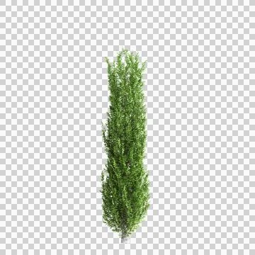 3d illustration of Carpinus betulus tree isolated on transparent background Stock Illustration
