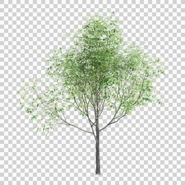 3d illustration of Carya ovata tree isolated on transparent background Stock Illustration