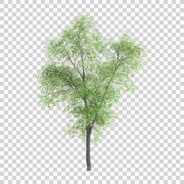 3d illustration of Carya ovata tree isolated on transparent background Stock Illustration