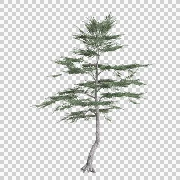 3d illustration of Cedrus liban tree isolated on transparent background Stock Illustration