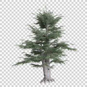 3d illustration of Cedrus liban tree isolated on transparent background Stock Illustration