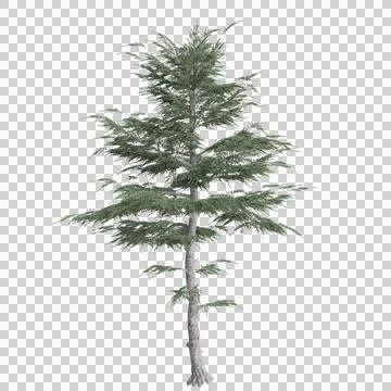 3d illustration of Cedrus liban tree isolated on transparent background Stock Illustration