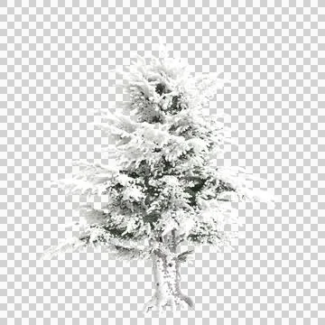 3d illustration of Cedrus libani snow covered tree isolated on transparent backg Stock Illustration